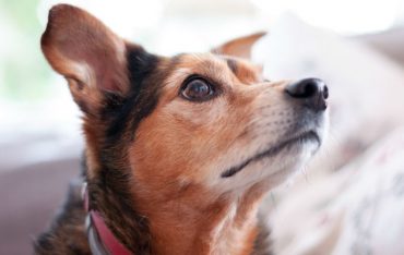 איך למנוע מהכלב גרימת נזקים לבית ולגינה
