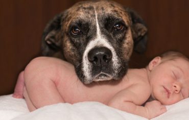 איך להכיר לכלב תינוק חדש
