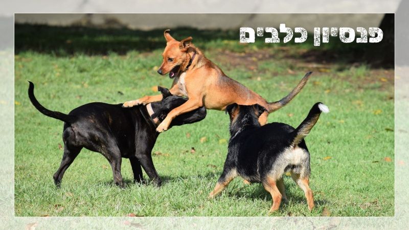 פנסיון כלבים לטווח ארוך